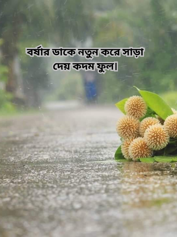 বর্ষার ডাকে নতুন করে সাড়া দেয় কদম ফুল।.png