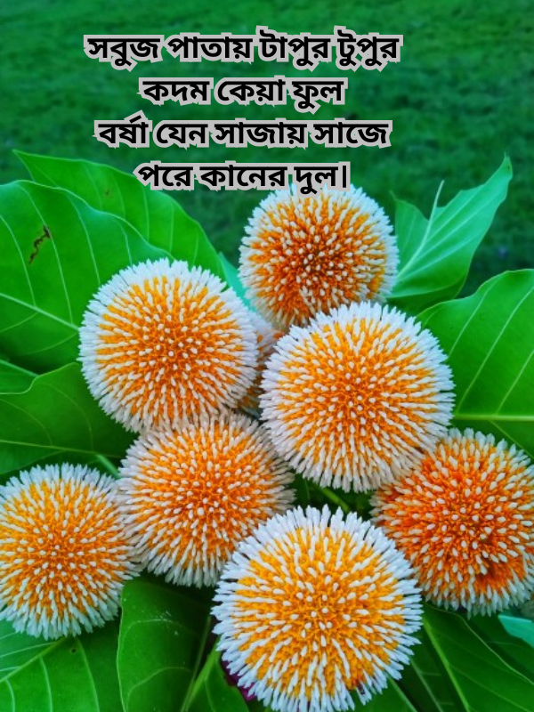 সবুজ পাতায় টাপুর টুপুর .png