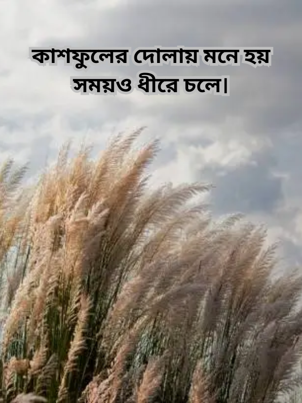 কাশফুলের দোলায় মনে হয় সময়ও ধীরে চলে।.png