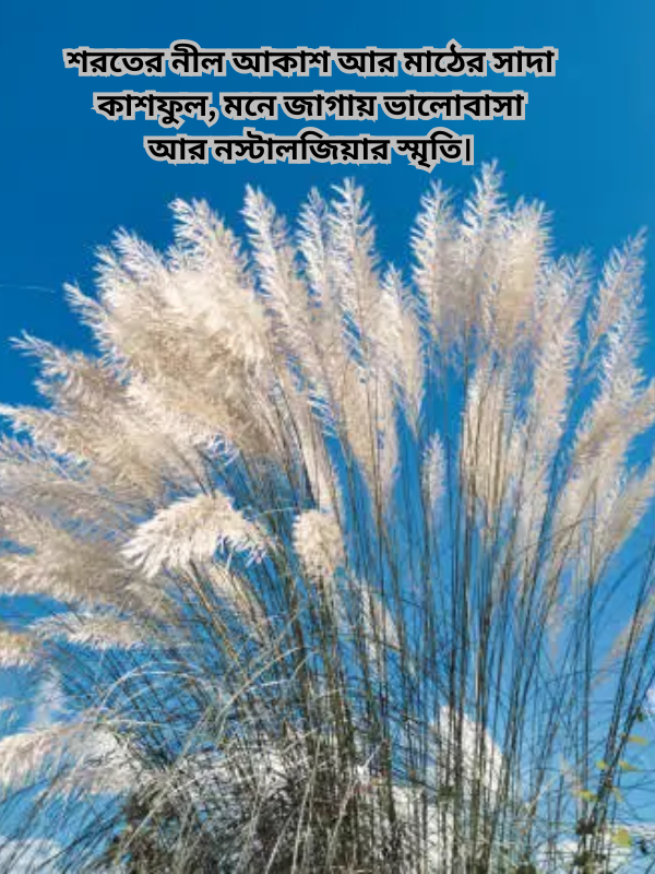 শরতের নীল আকাশ আর মাঠের সাদা কাশফুল, মনে জাগায় ভালোবাসা আর নস্টালজিয়ার স্মৃতি।.png