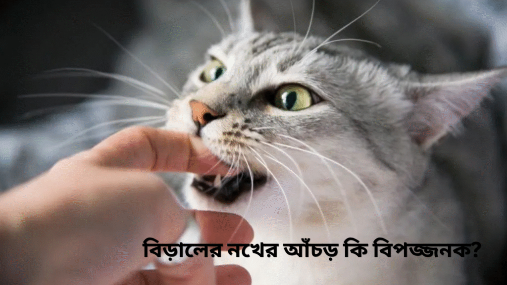 বিড়ালের নখের আঁচড় কি বিপজ্জনক? কারণ, ঝুঁকি ও করণীয় সম্পর্কে বিস্তারিত জেনে নিন